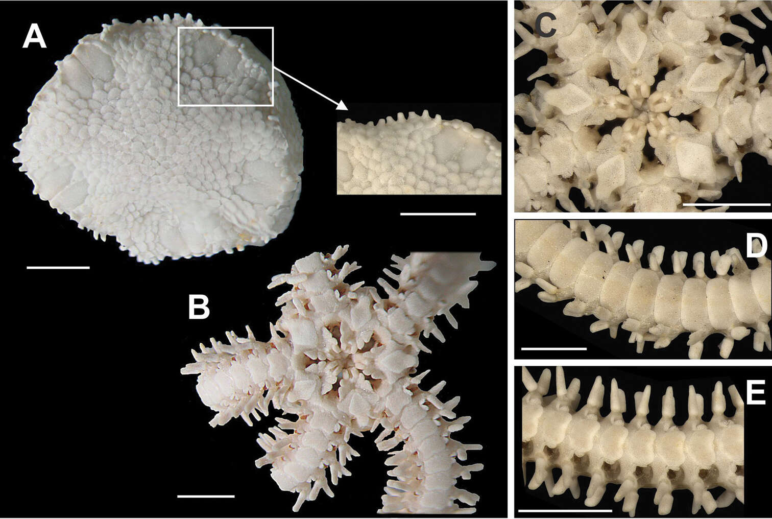 Image of Amphiuroidea Ljungman 1867