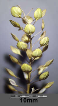 Image of clasping pepperweed