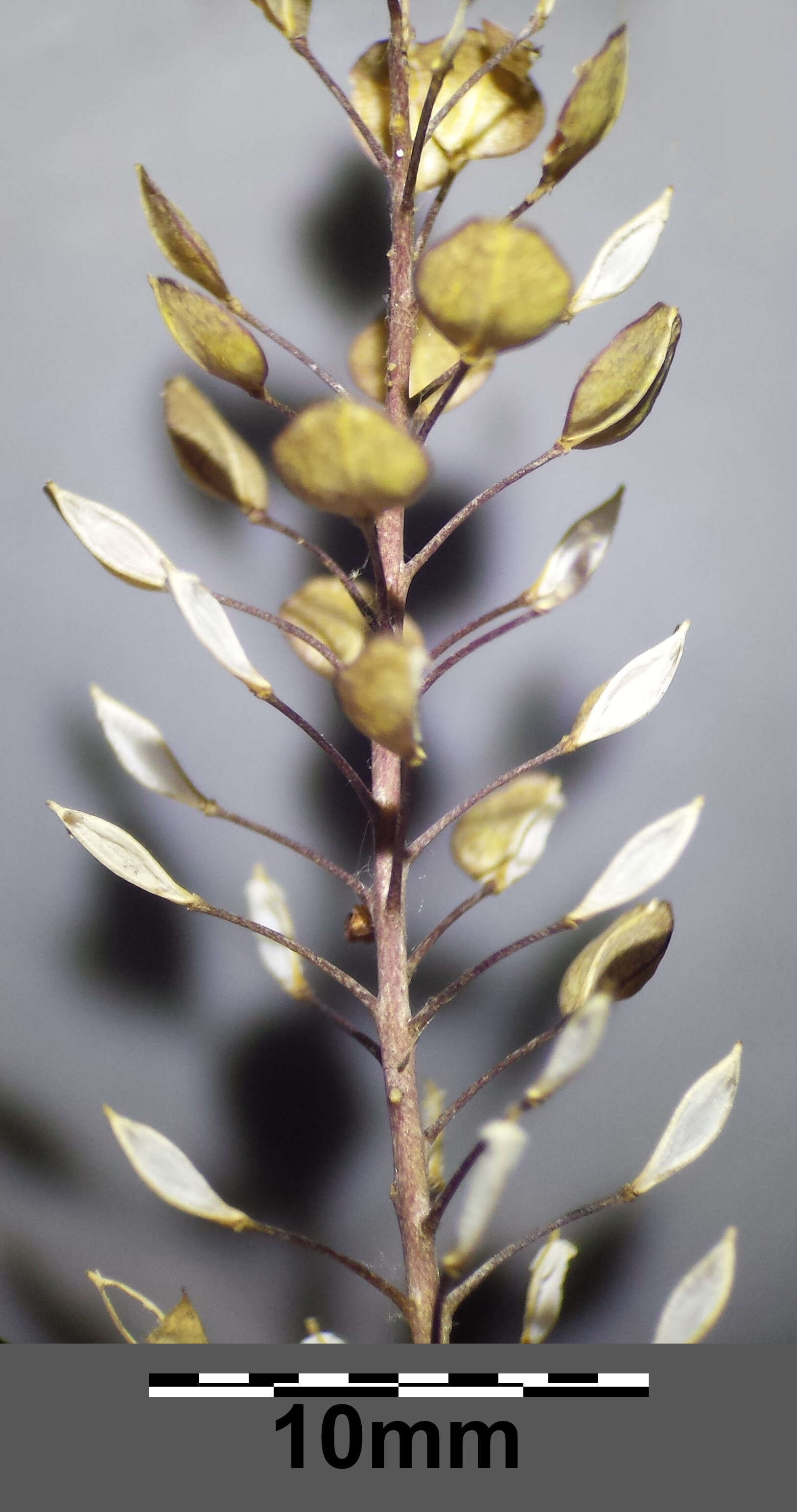 Image of clasping pepperweed