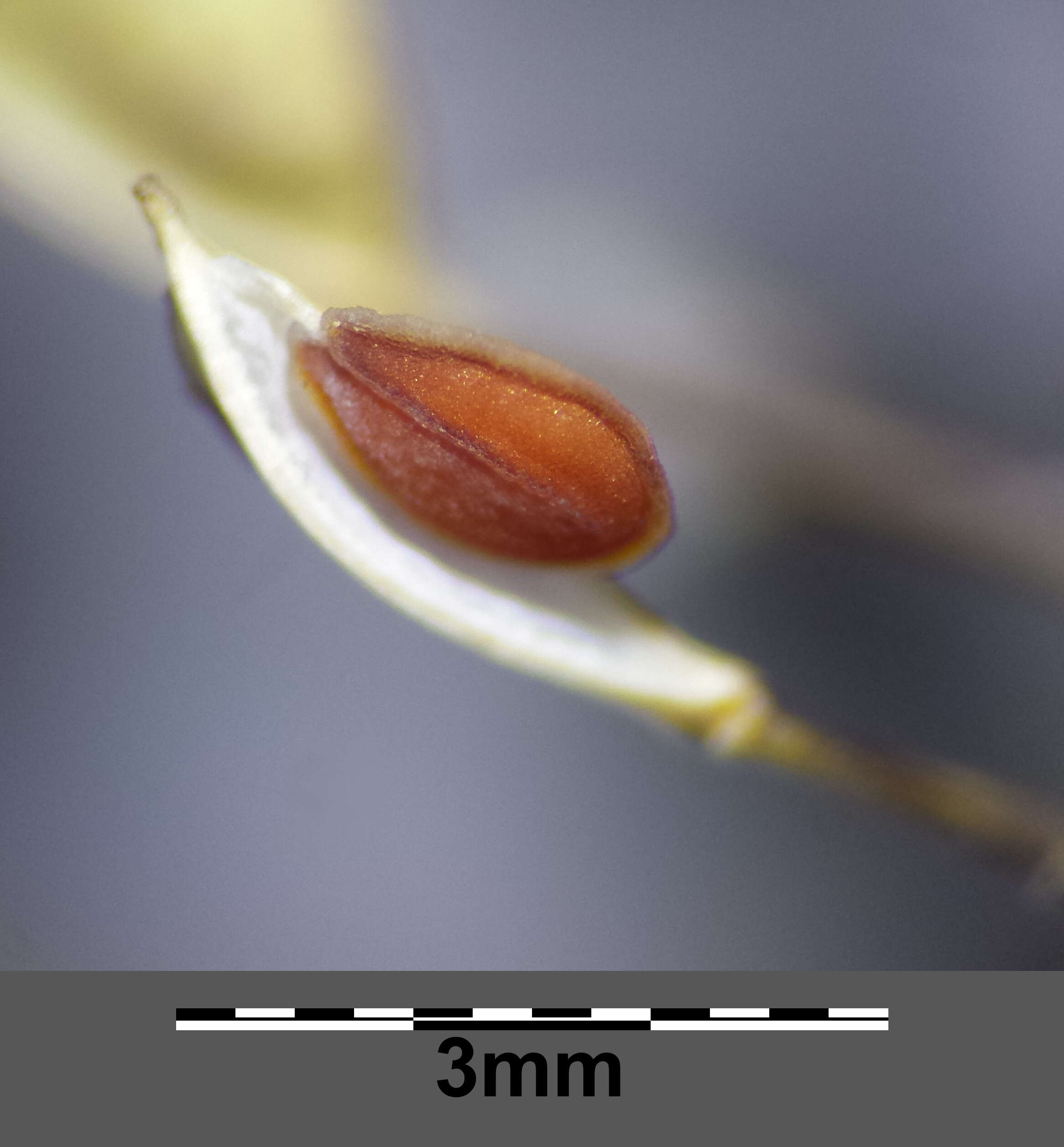 Image of clasping pepperweed