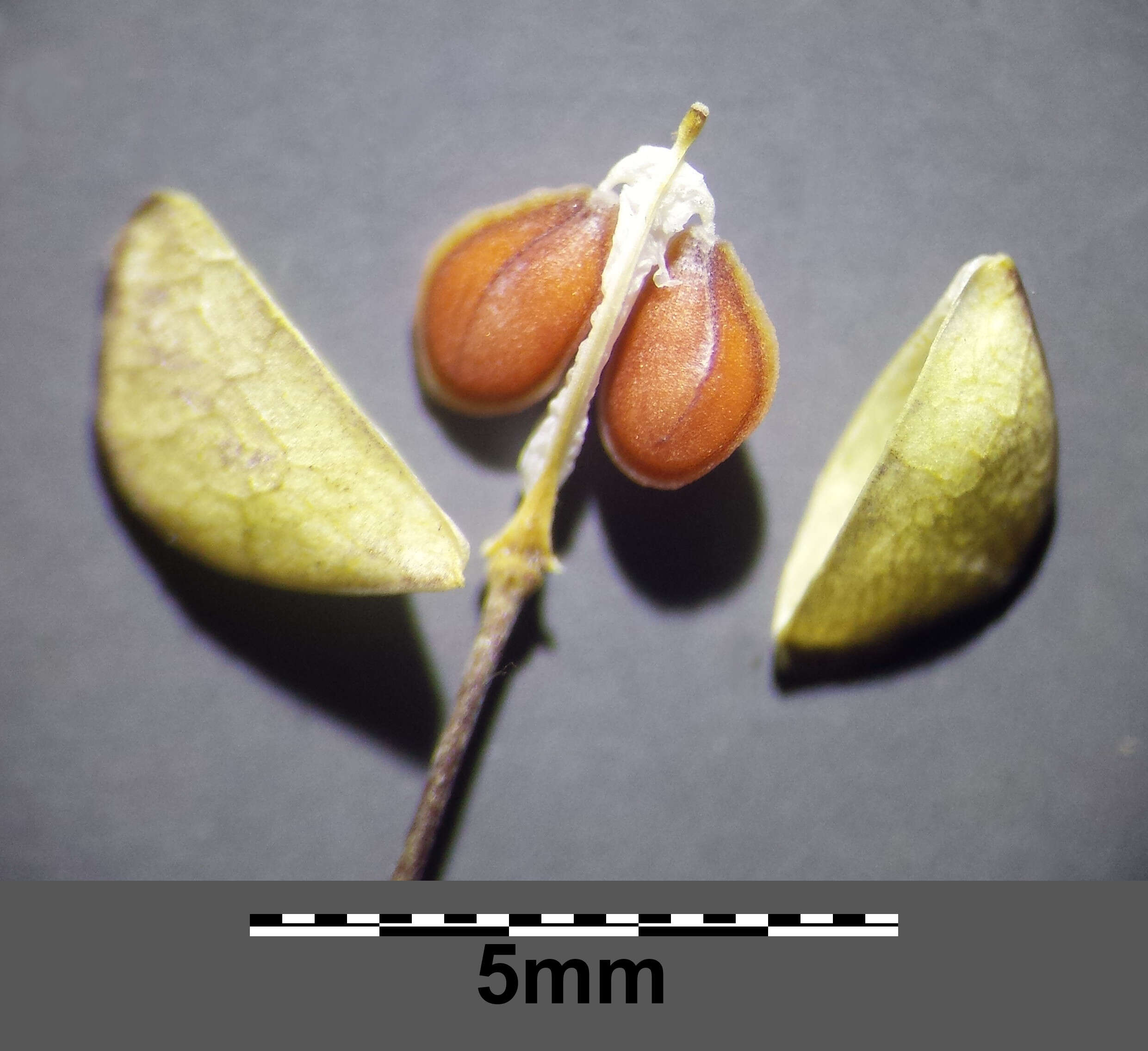 Image of clasping pepperweed