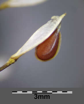 Image of clasping pepperweed