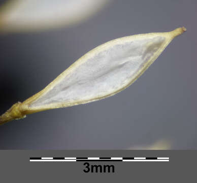 Image of clasping pepperweed