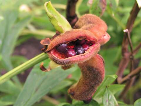 Image of Japanese forest peony