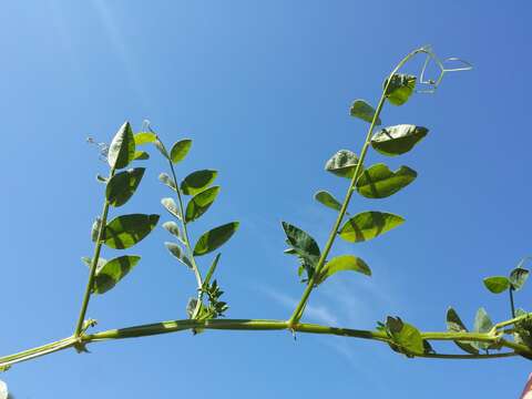 Imagem de Vicia dumetorum L.