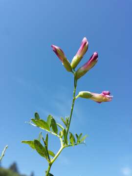 Imagem de Vicia dumetorum L.