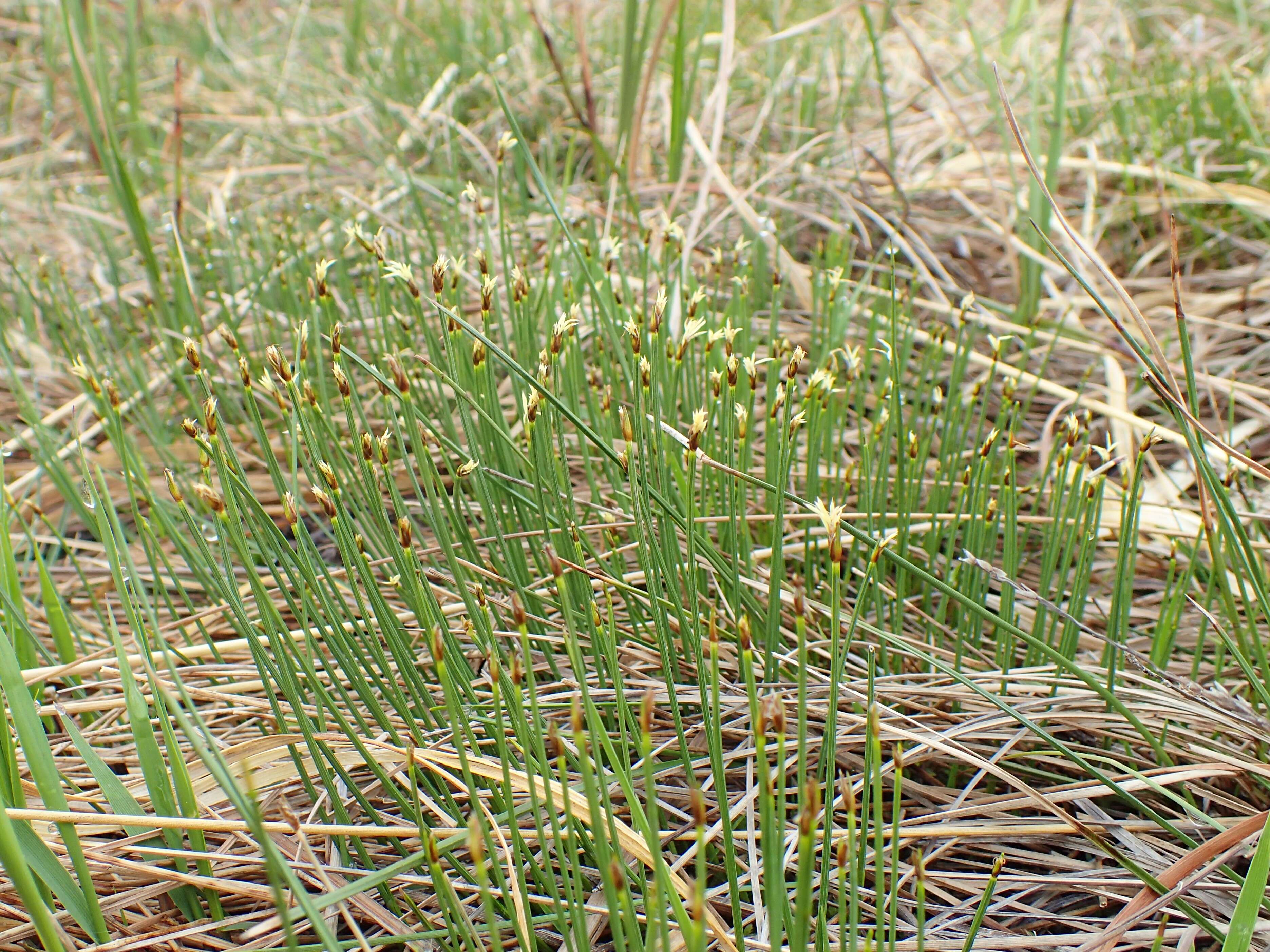 Image of Deergrass