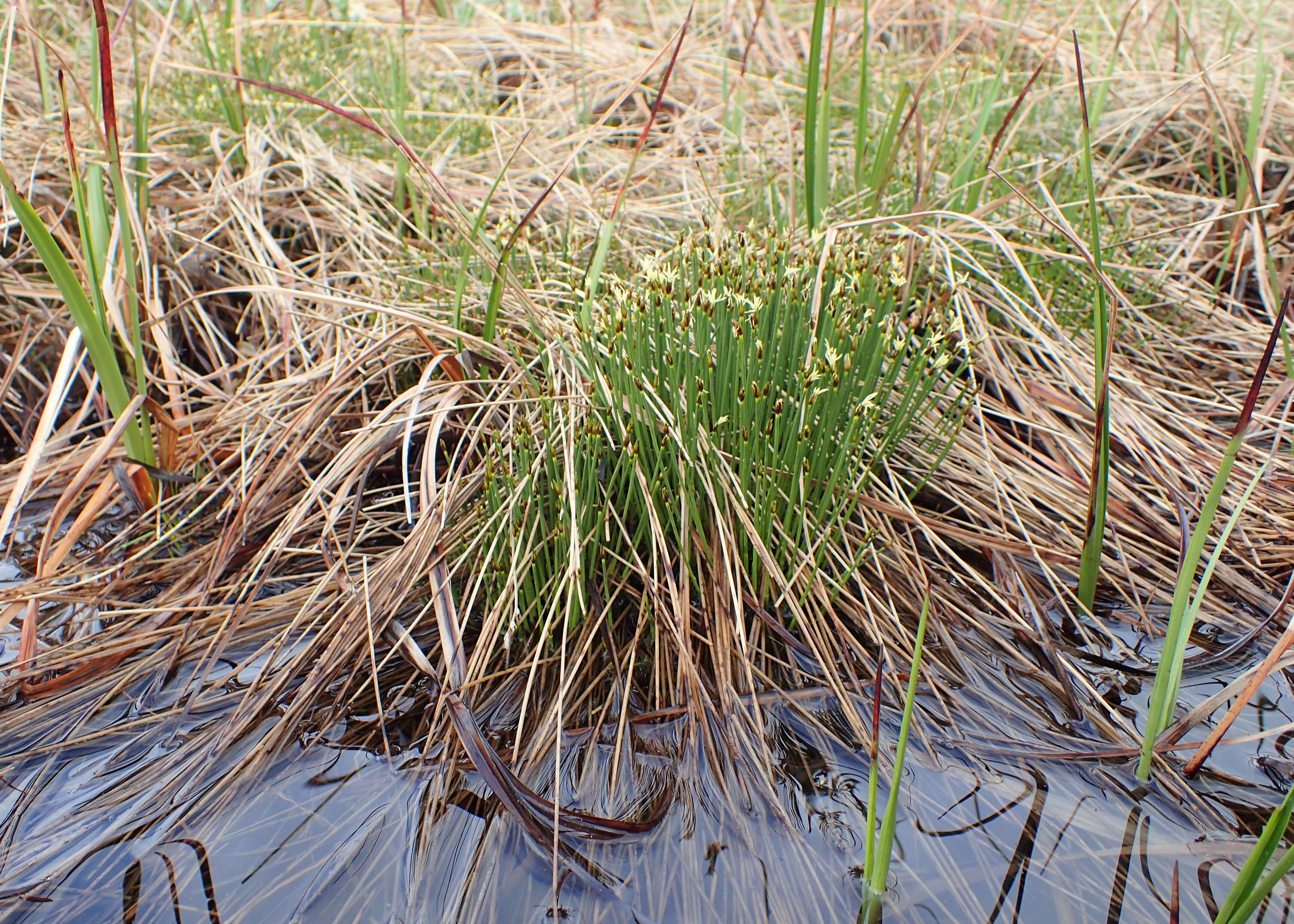 Image of Deergrass