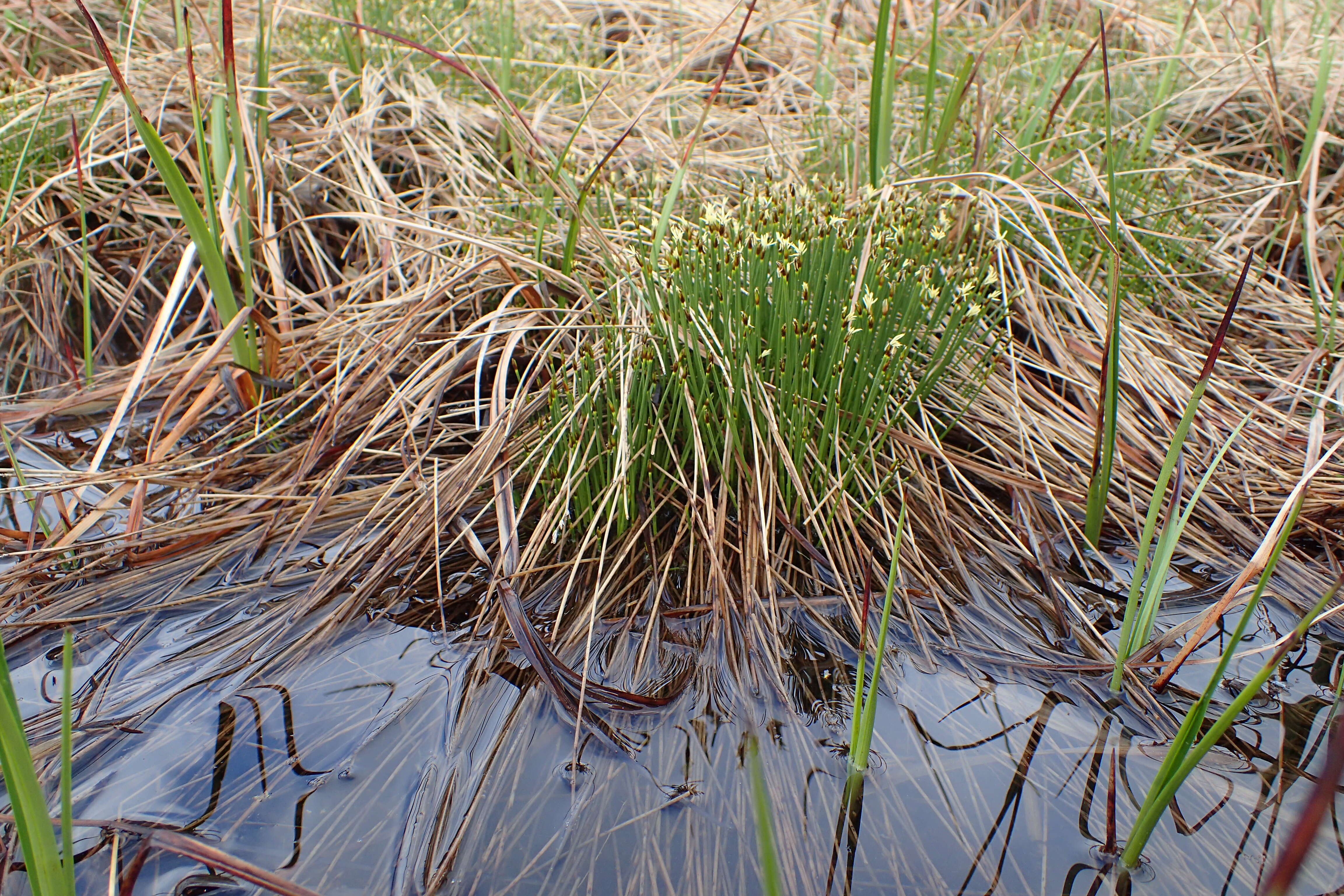 Image of Deergrass