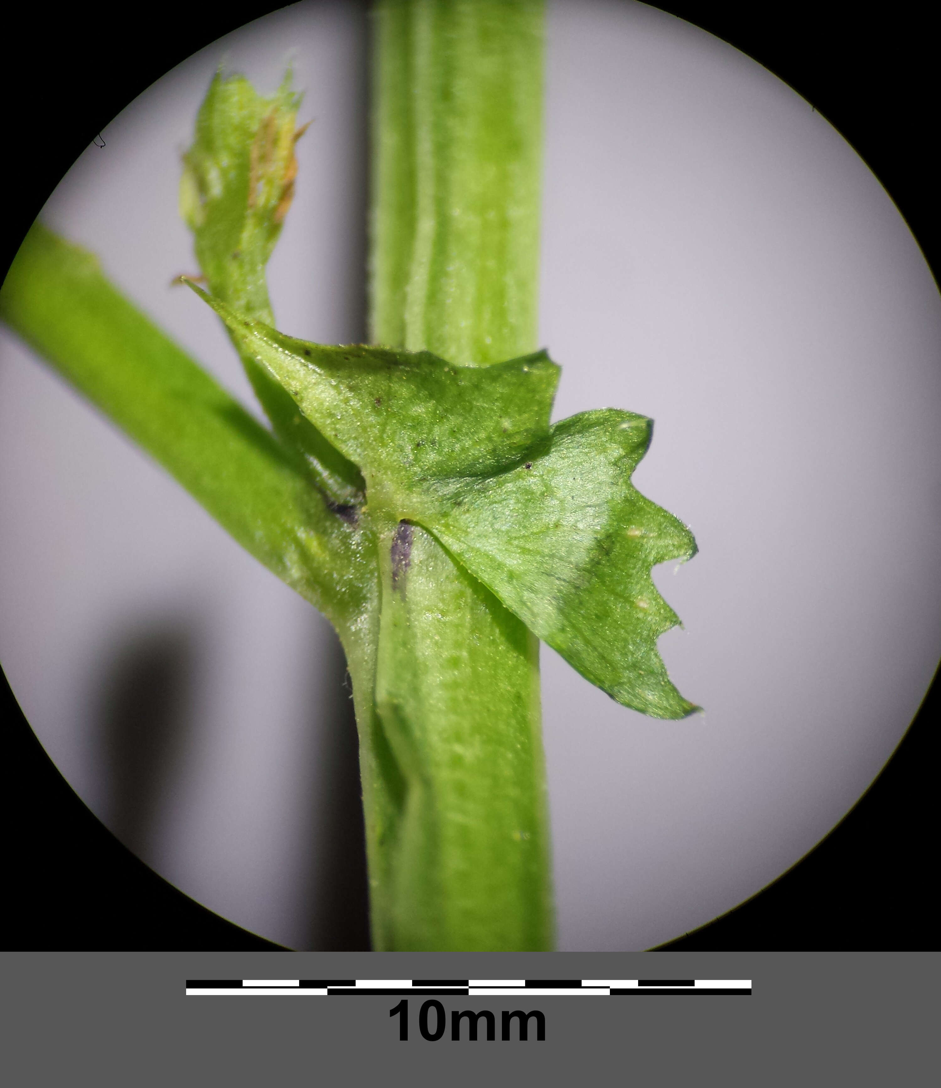 Imagem de Vicia dumetorum L.