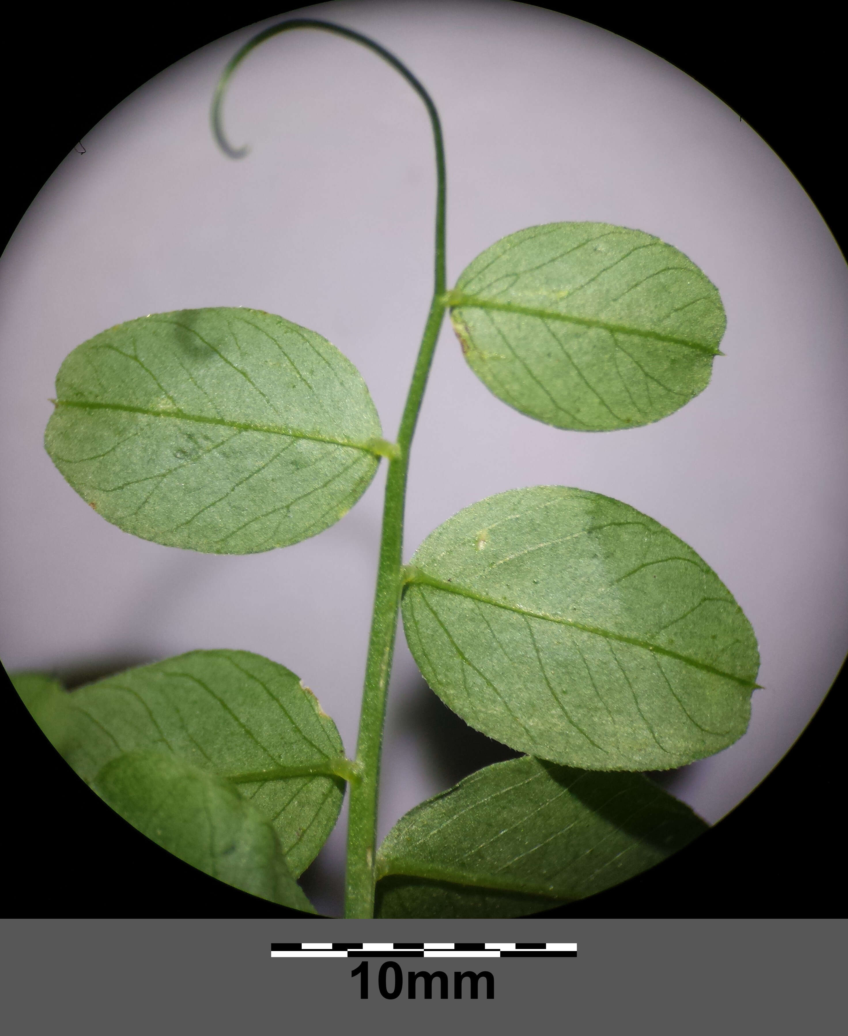 Imagem de Vicia dumetorum L.