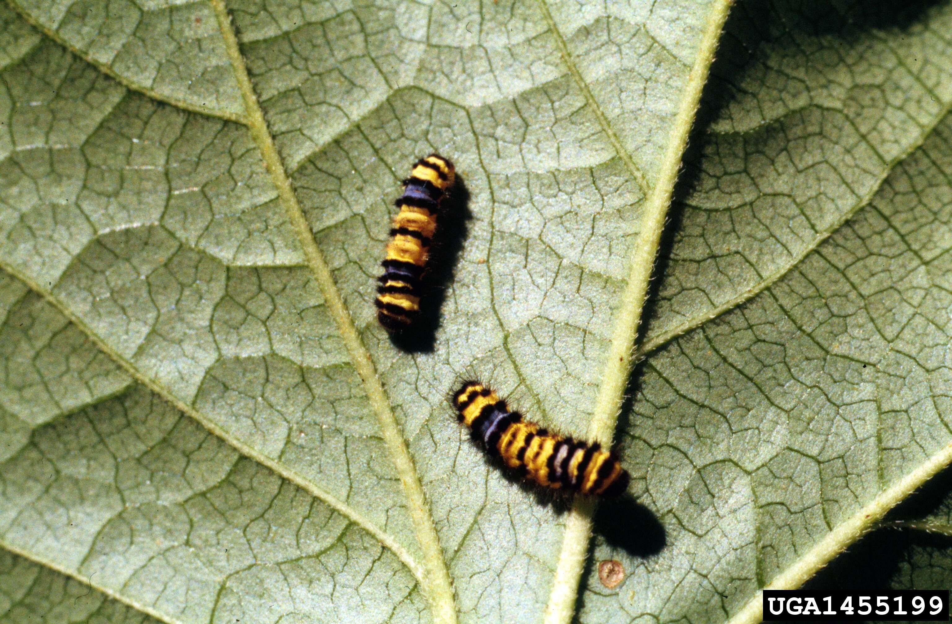 Image of Western Grapeleaf Skeletonizer