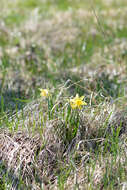 Image of daffodil