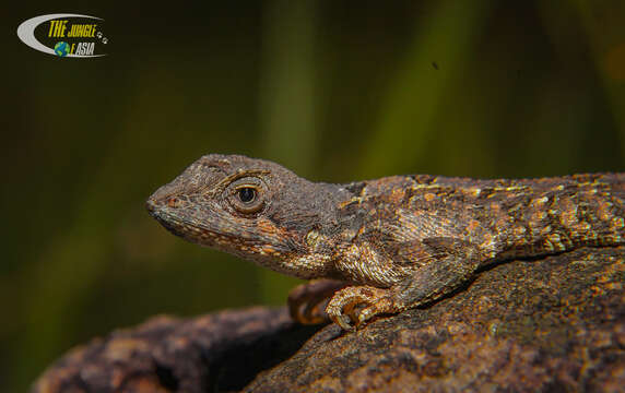 Image of Fan Throated Lizard