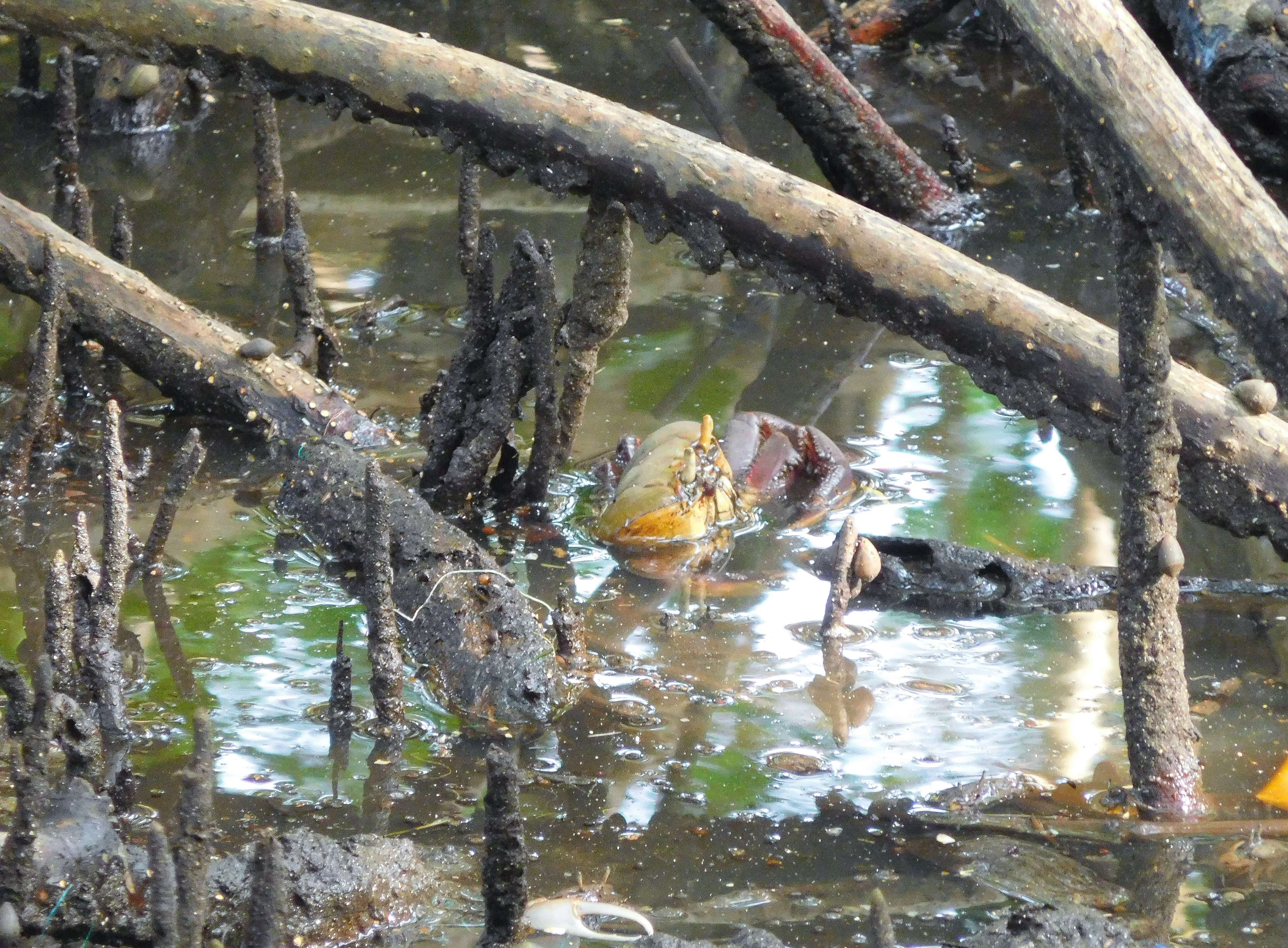 Ucides cordatus (Linnaeus 1763) resmi