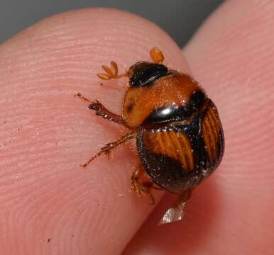 Plancia ëd Bolbocerosoma