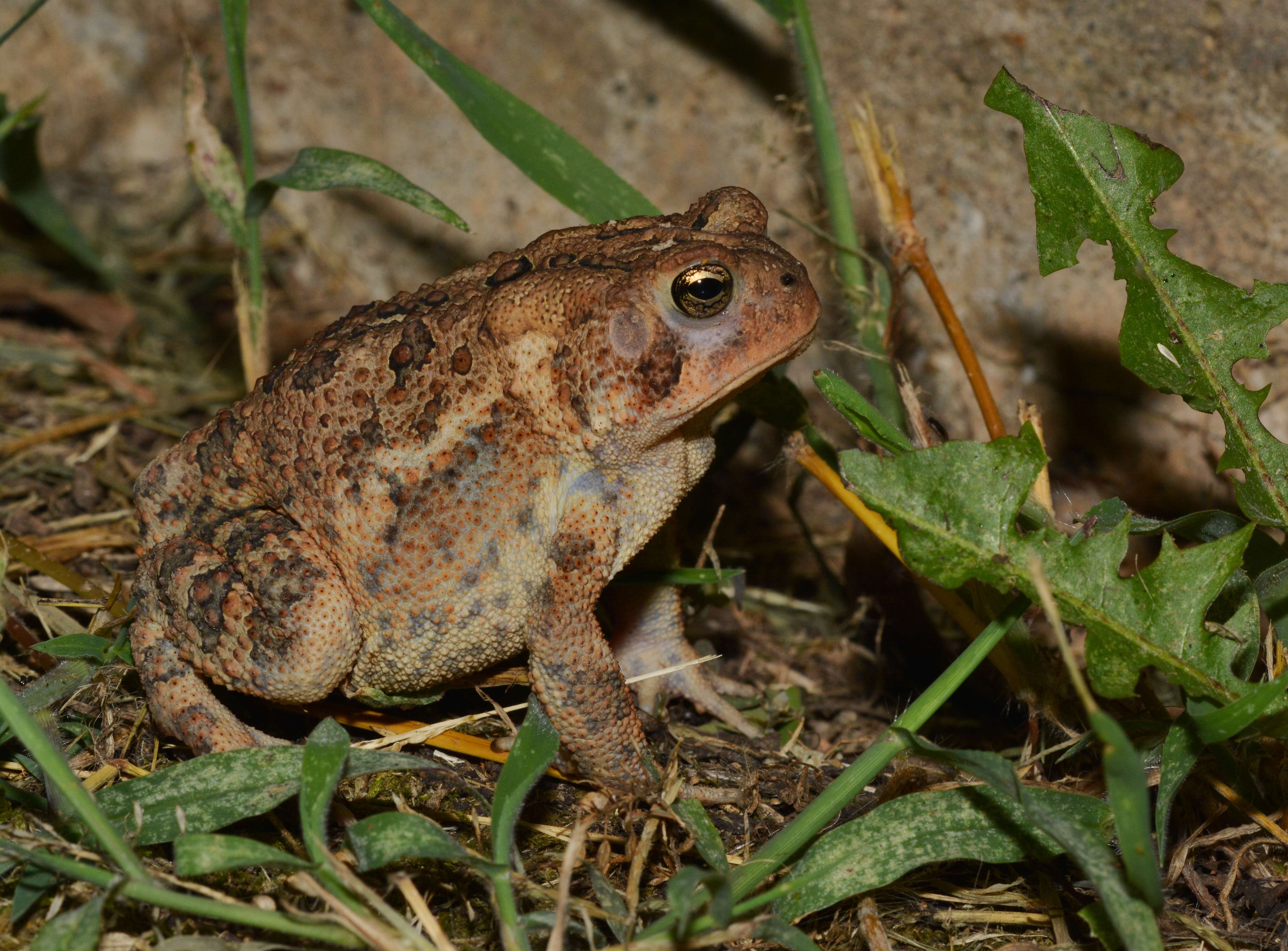 Imagem de Anaxyrus americanus (Holbrook 1836)