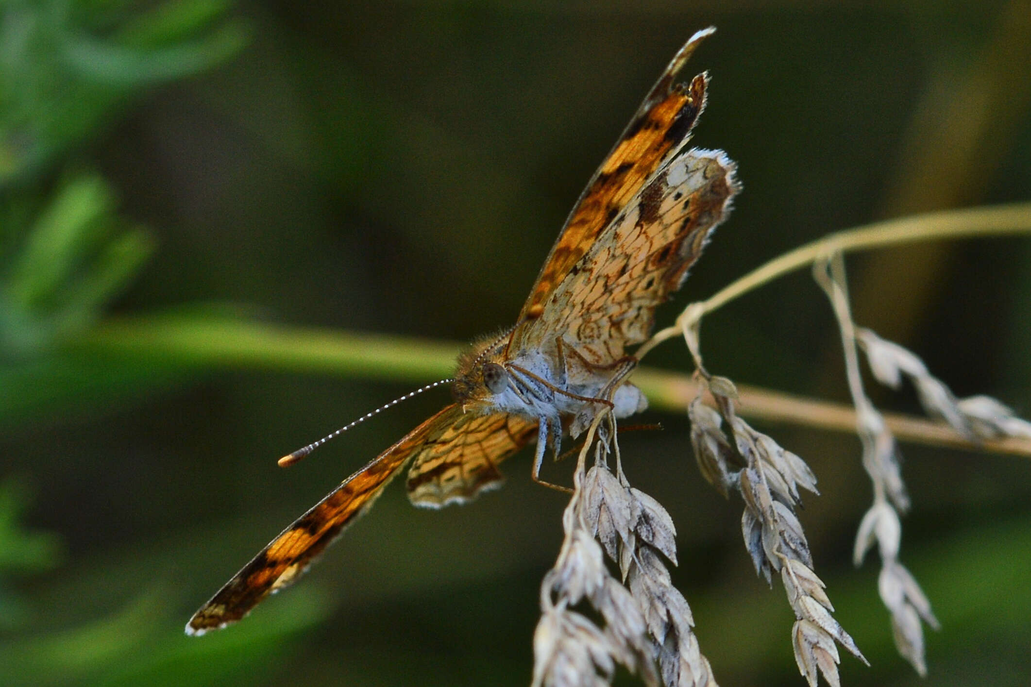 Image of Phyciodes cocyta