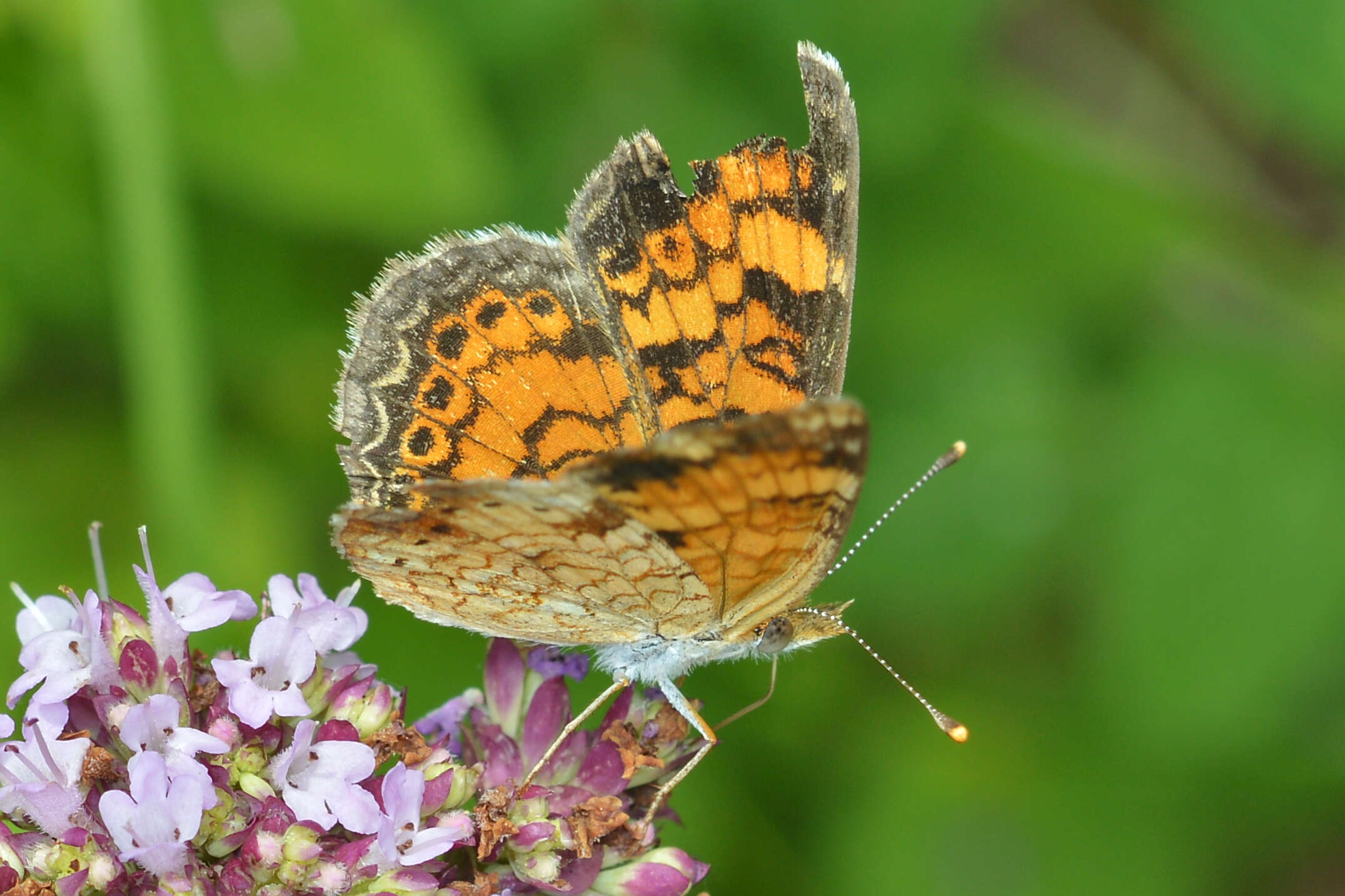 Image of Phyciodes cocyta