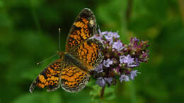 Image of Phyciodes cocyta