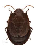 Image of Alpine shield beetle