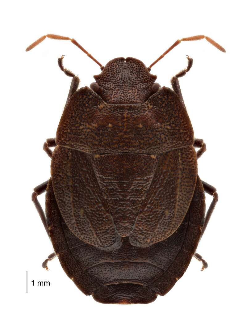 Image of Alpine shield beetle