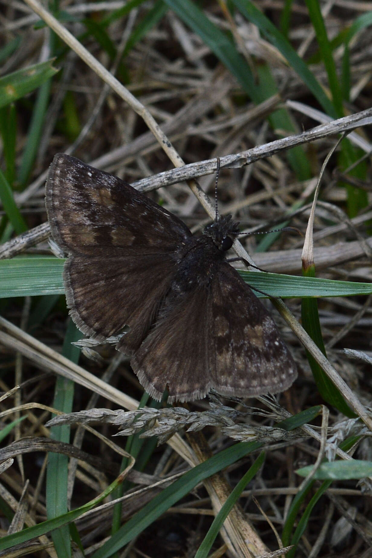 Image of Wild Indigo Duskywing