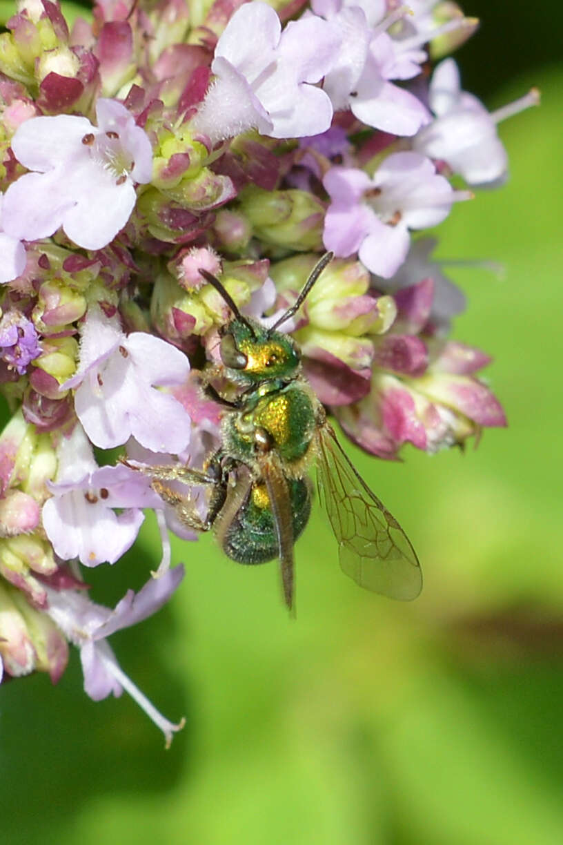 Image of Augochlorella aurata (Smith 1853)