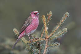 Image of Chinese White-browed Rosefinch