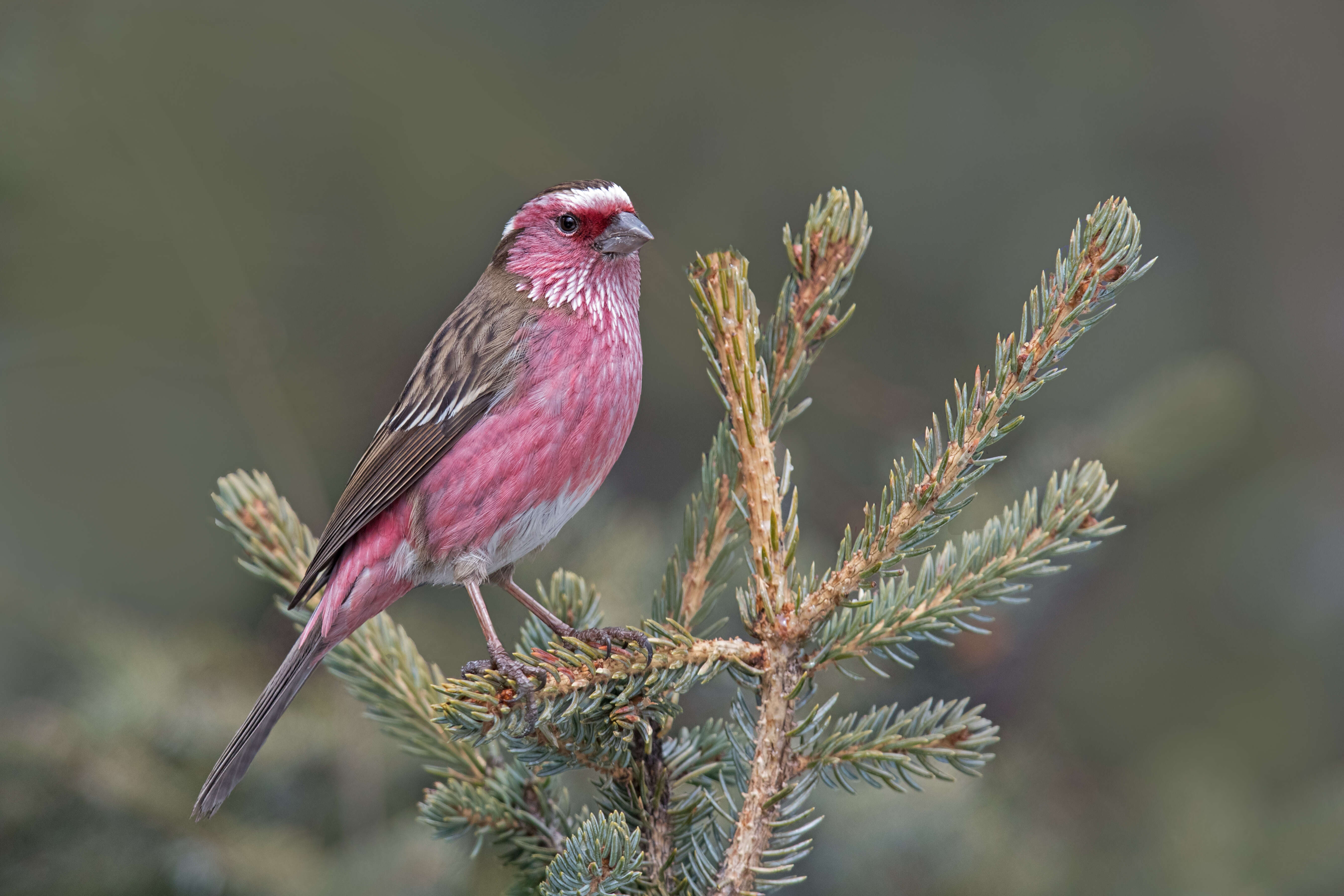 Image of Chinese White-browed Rosefinch