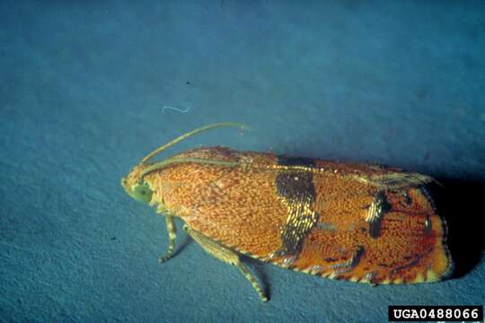 Image of Filbertworm Moth