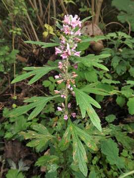 Image of Chinese motherwort