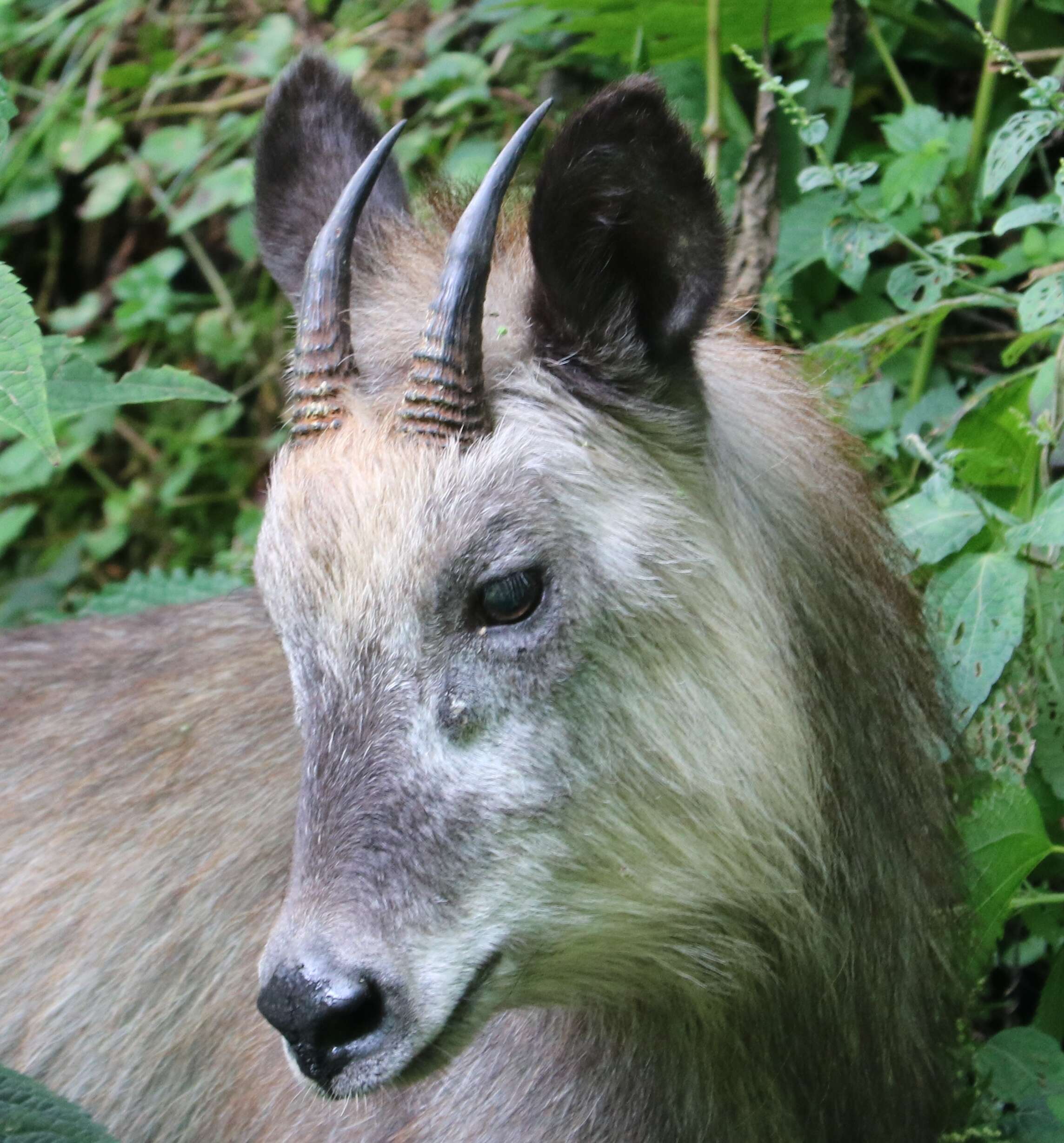 Image of Japanese Serow