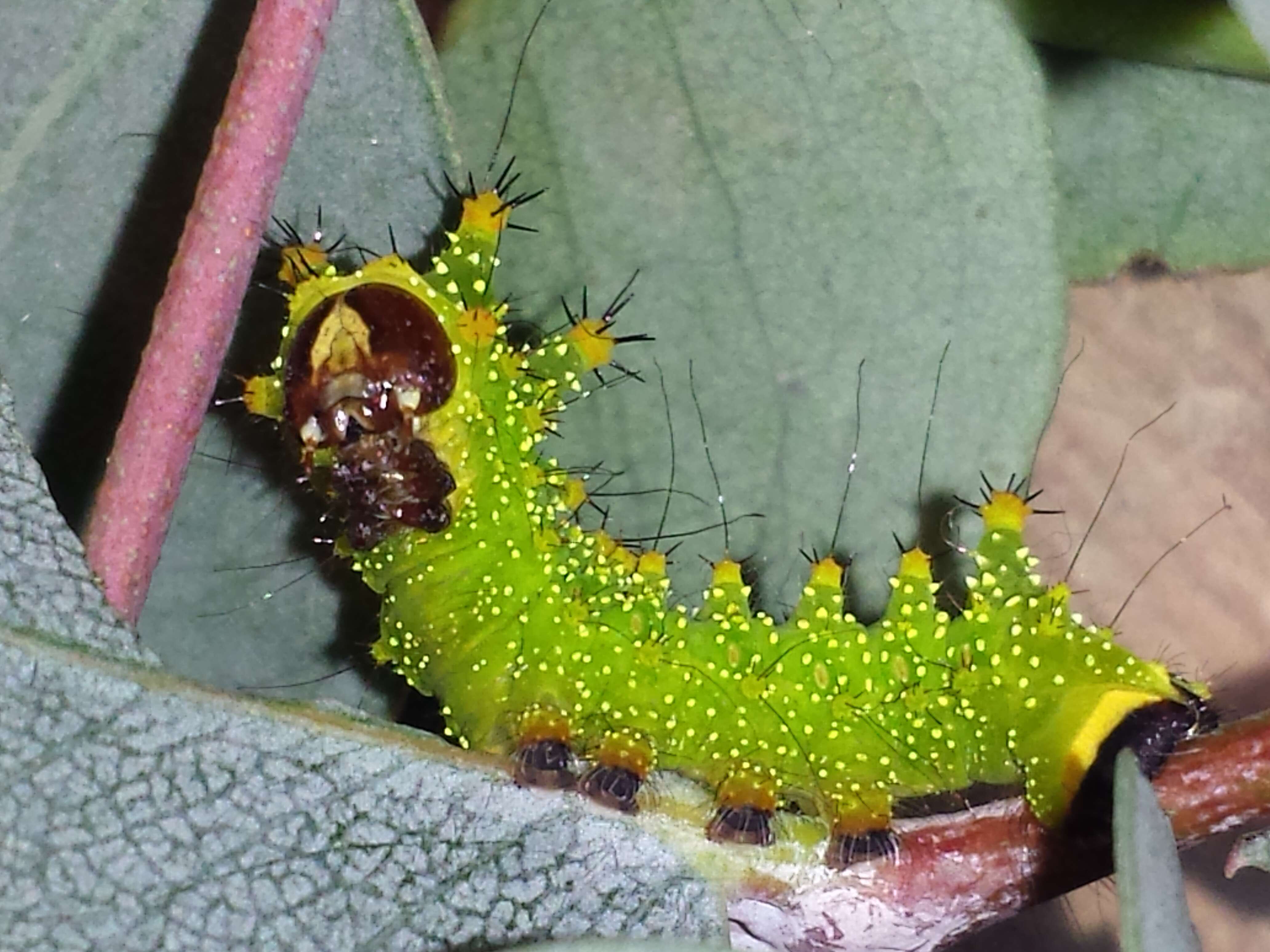 Image of Actias isis Sonthonnax (1897)