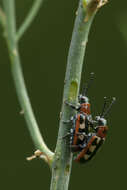 Image of Common asparagus beetle