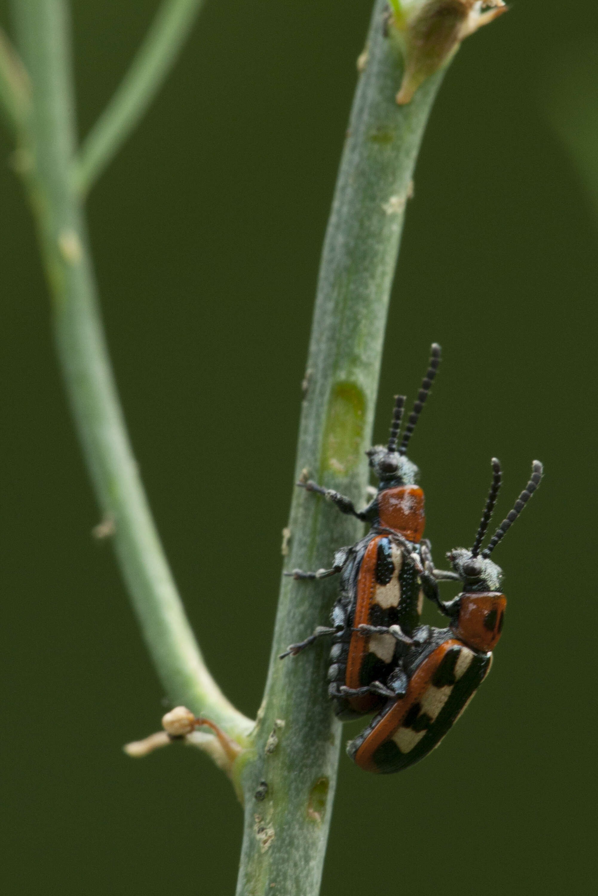 Image of Common asparagus beetle