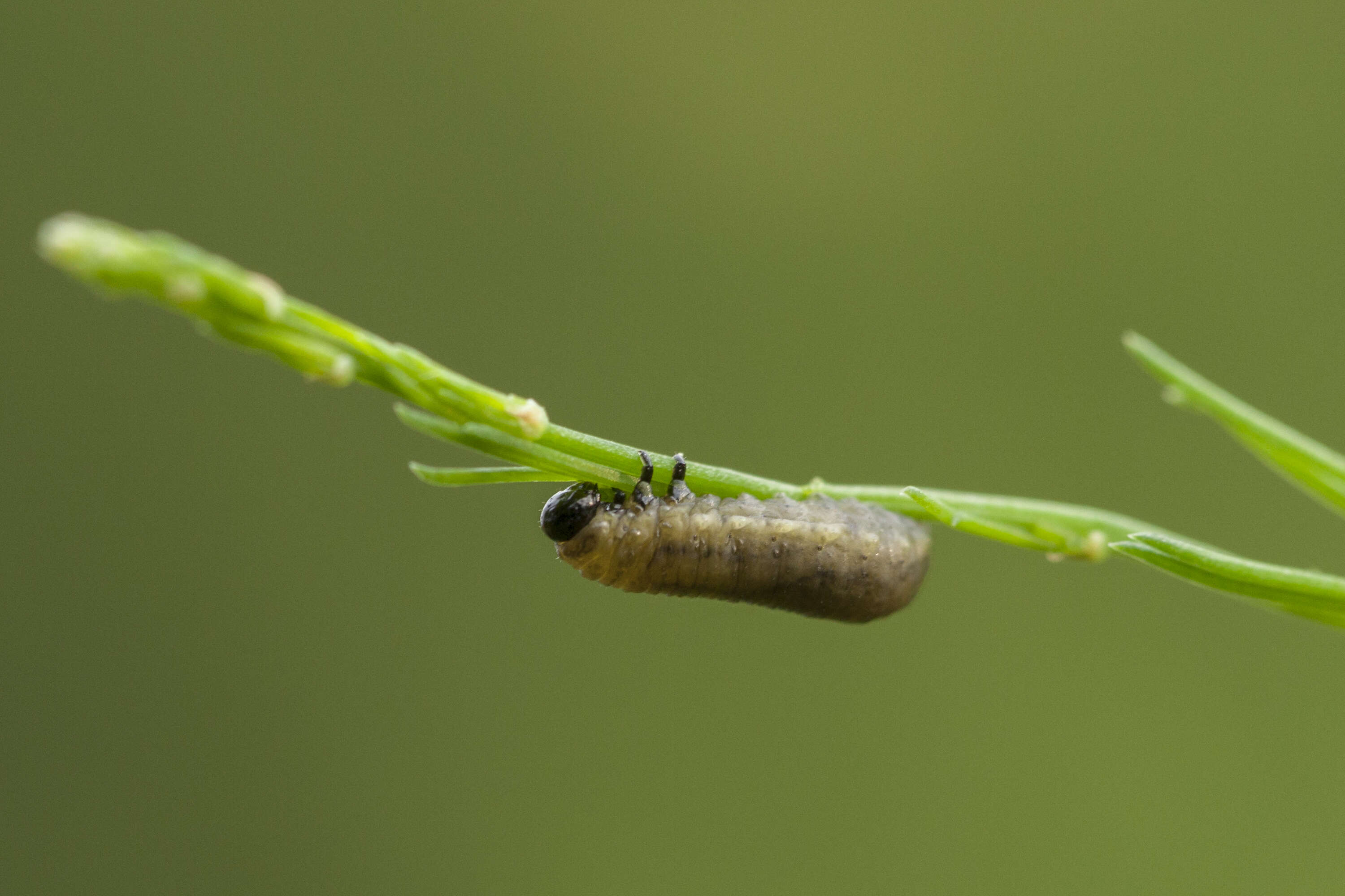 Image of Common asparagus beetle