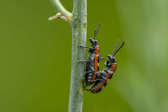 Image of Common asparagus beetle