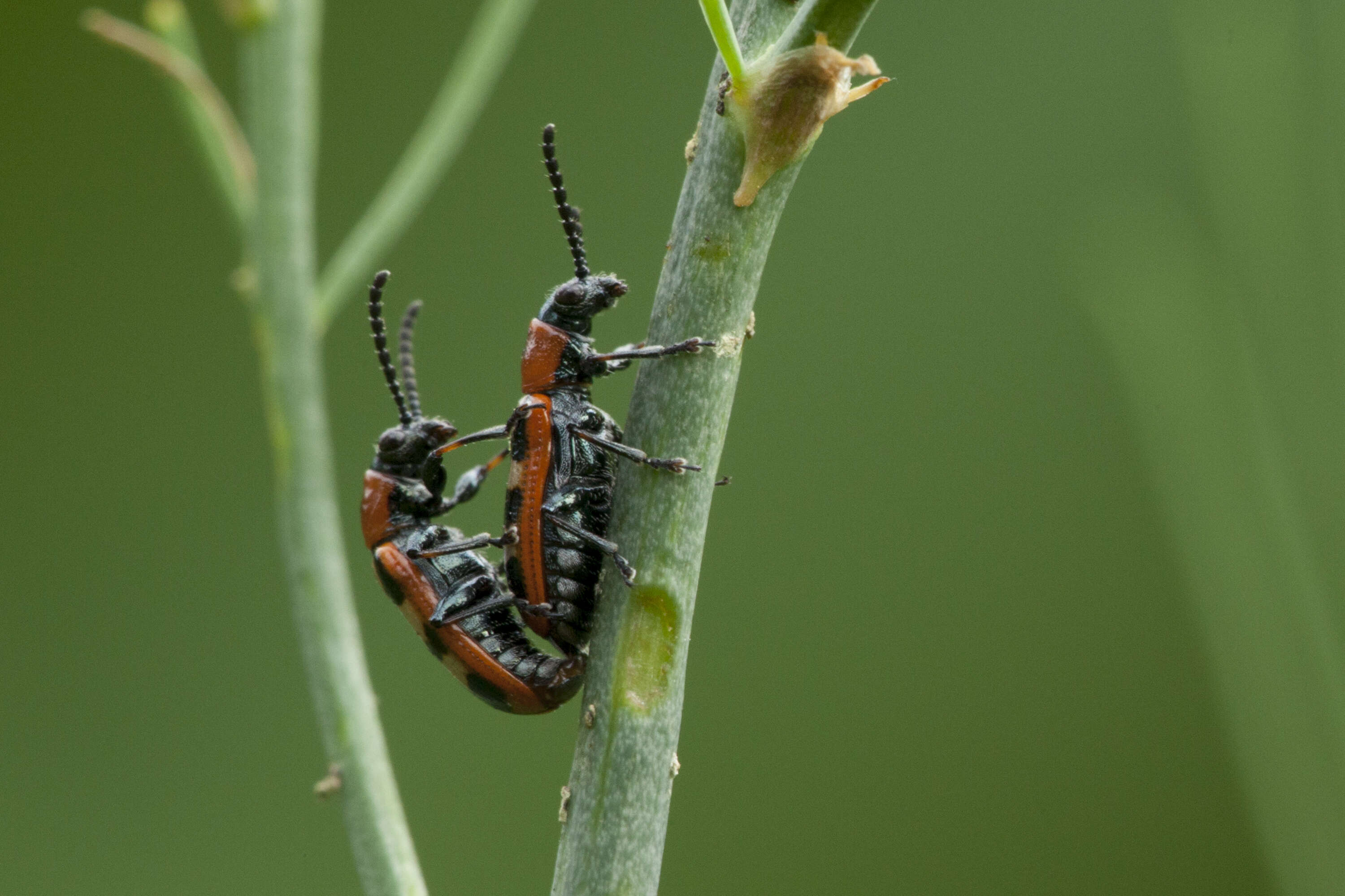 Image of Common asparagus beetle