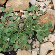 Imagem de Pelargonium sidoides DC.