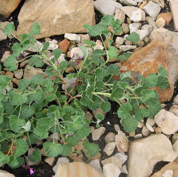 Imagem de Pelargonium sidoides DC.