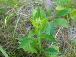 Image of eastern daisy fleabane