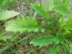 Image of eastern daisy fleabane