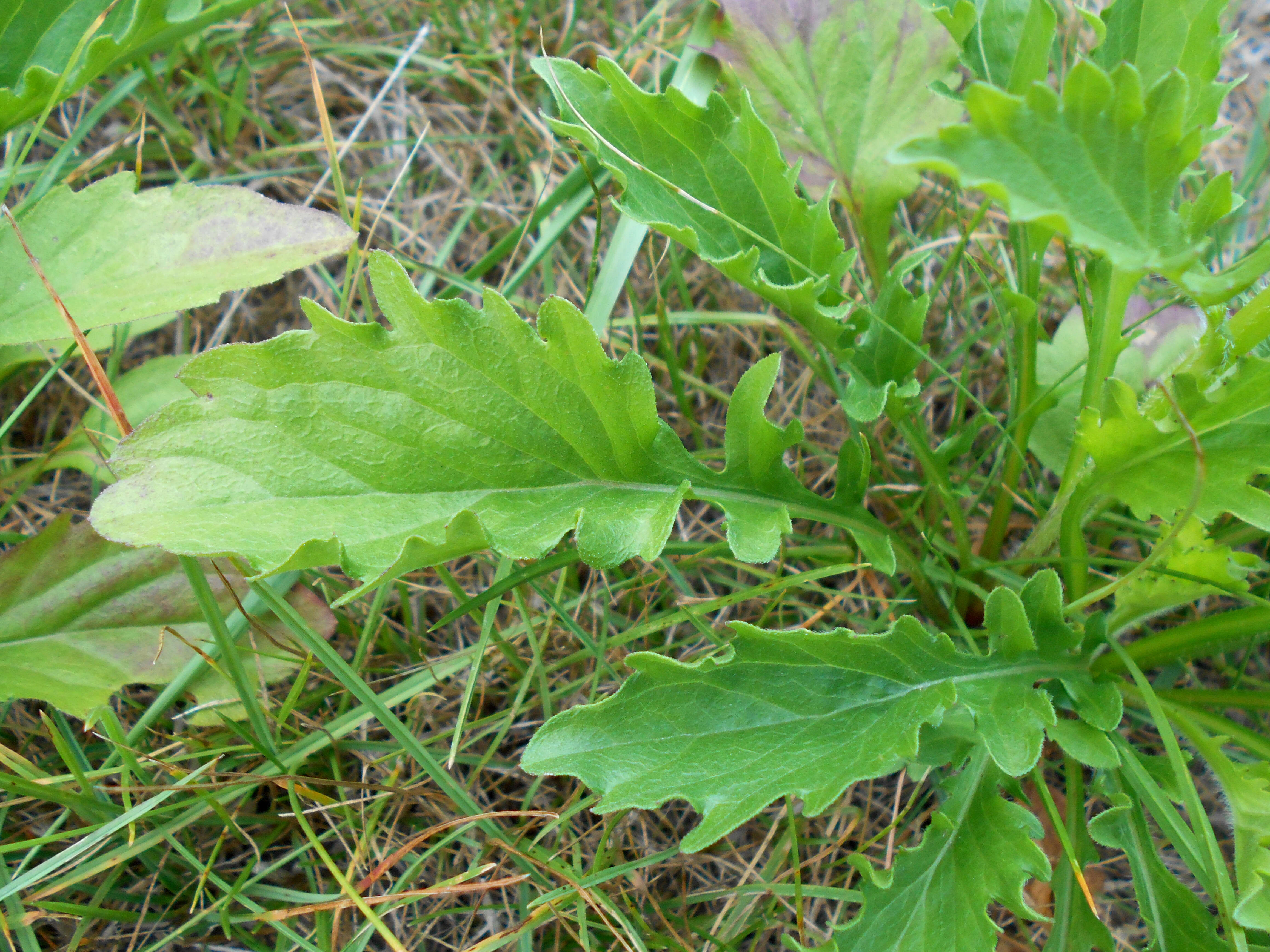 Image of eastern daisy fleabane