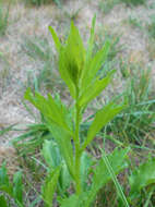 Image of eastern daisy fleabane