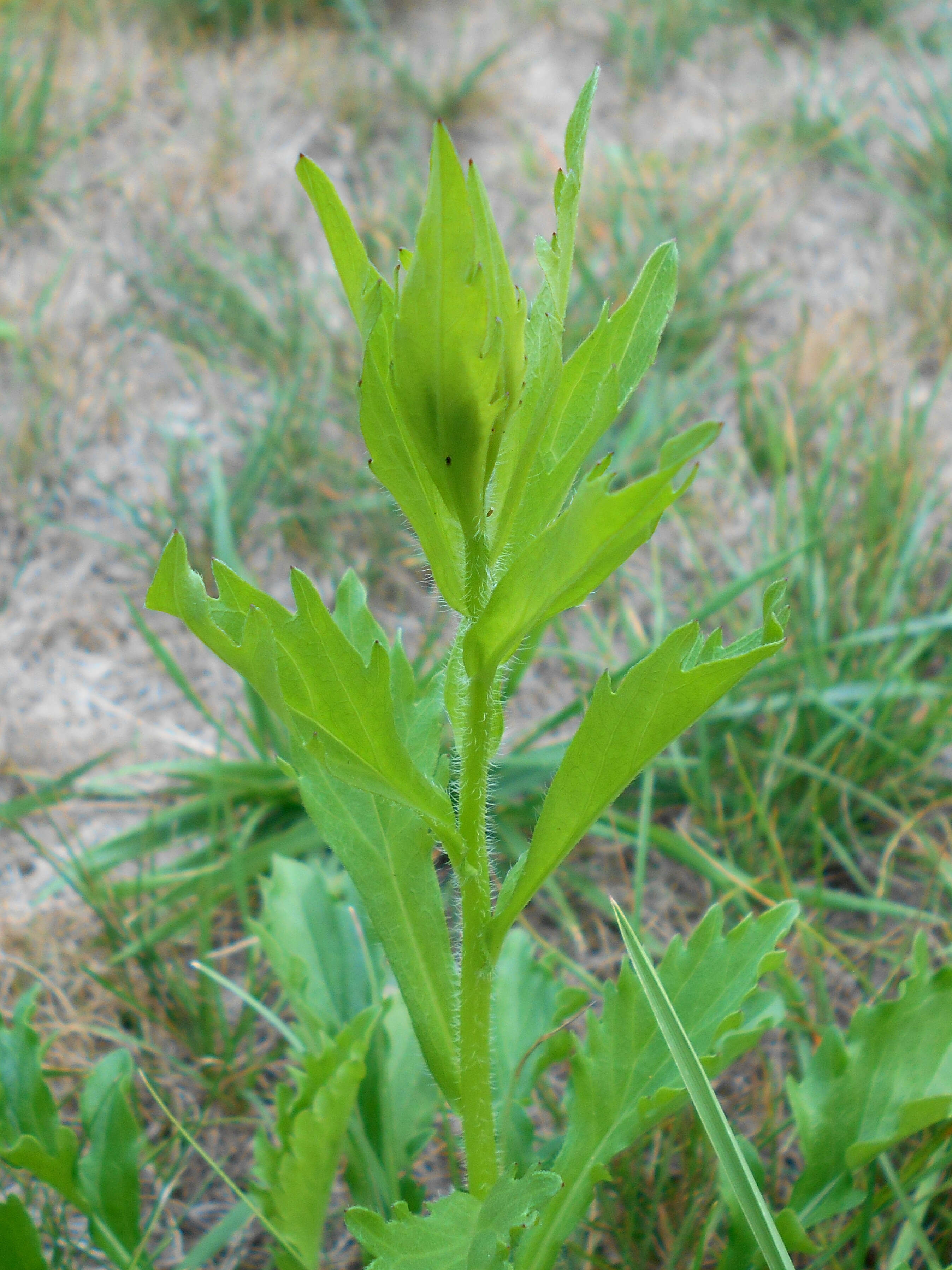 Image of eastern daisy fleabane