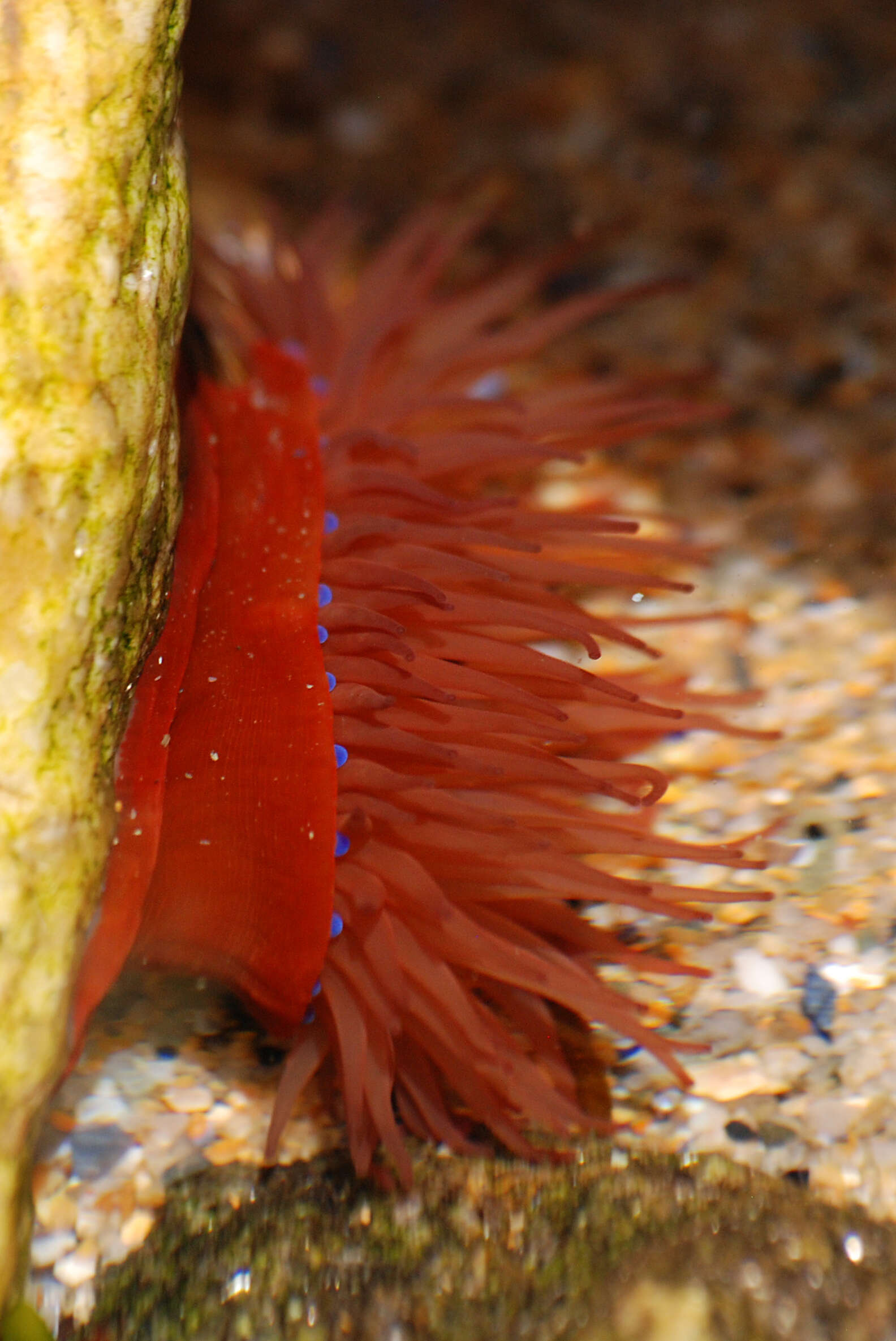 Image of sea anemones