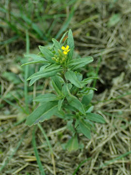 Image of treacle mustard