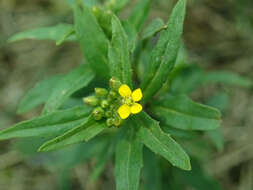 Image of treacle mustard