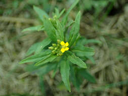 Image of treacle mustard